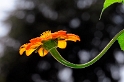 Blume-Pfalz-09-D32_8952.jpg   26.04